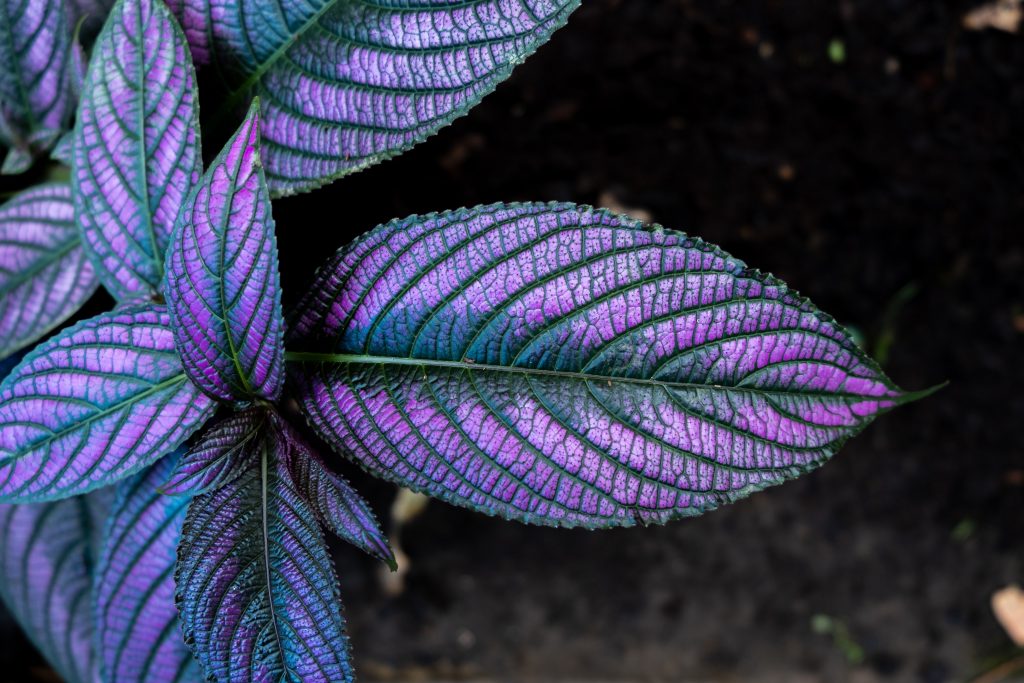 Persian Shield