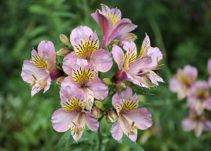 Peruvian Lily