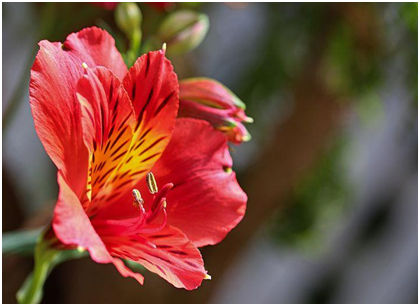 Peruvian Lily