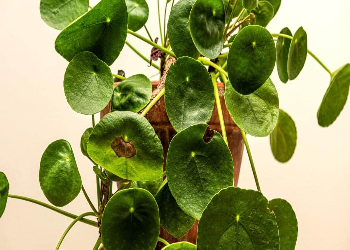 Pests and Diseases Affecting Chinese Money Plants