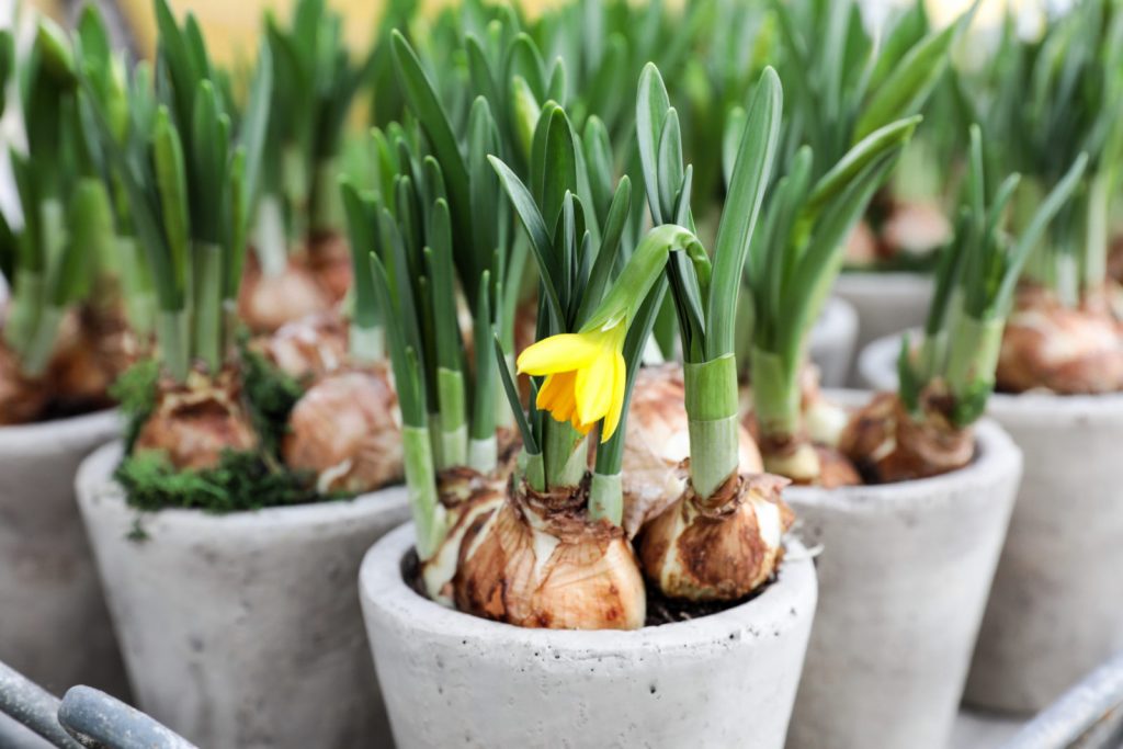 Pests and Diseases Affecting Daffodils Plants