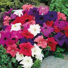 Petunias