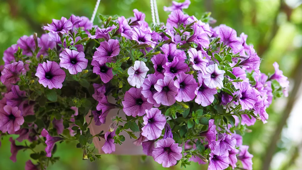 Petunias