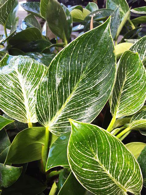 Philodendron