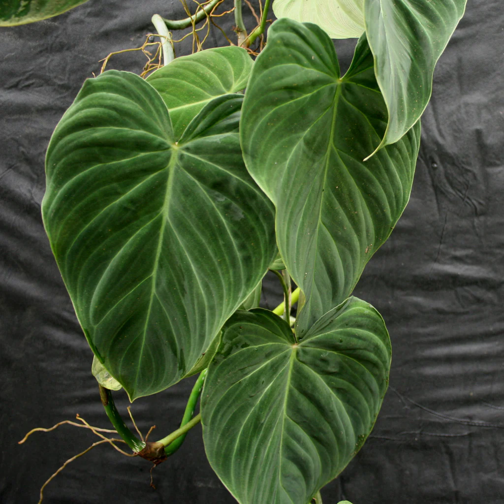 Philodendron