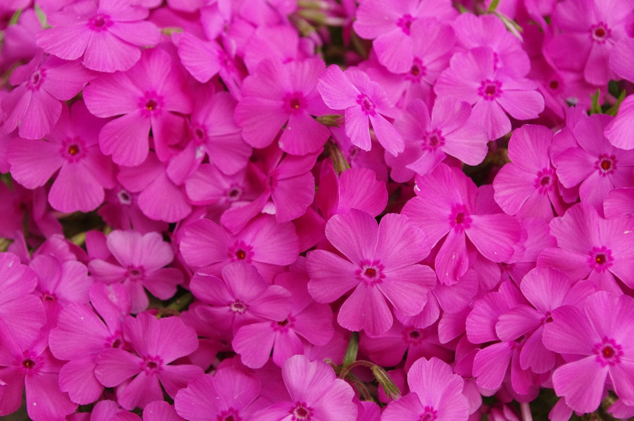 Phlox Subulata