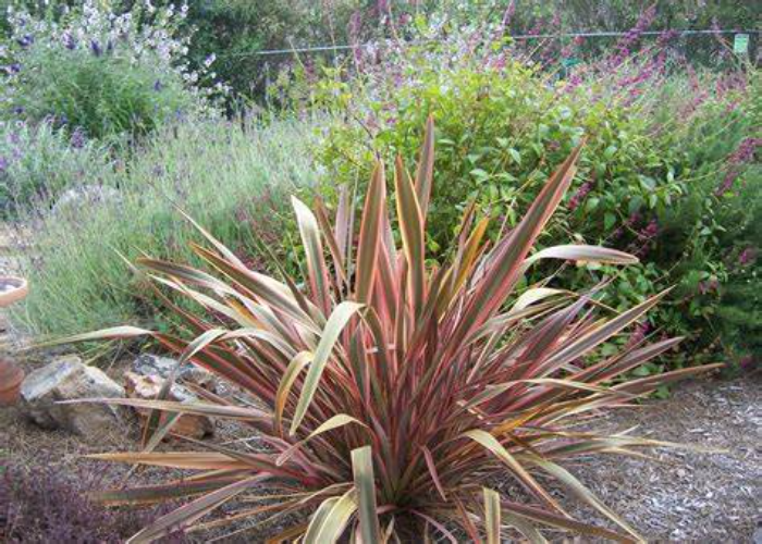 Phormium (New Zealand Flax)