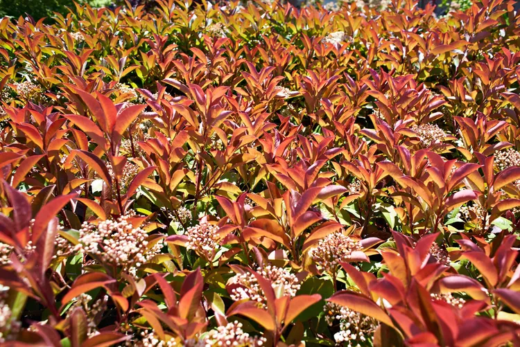 6 Common Problems While Growing Photinia Red Robin