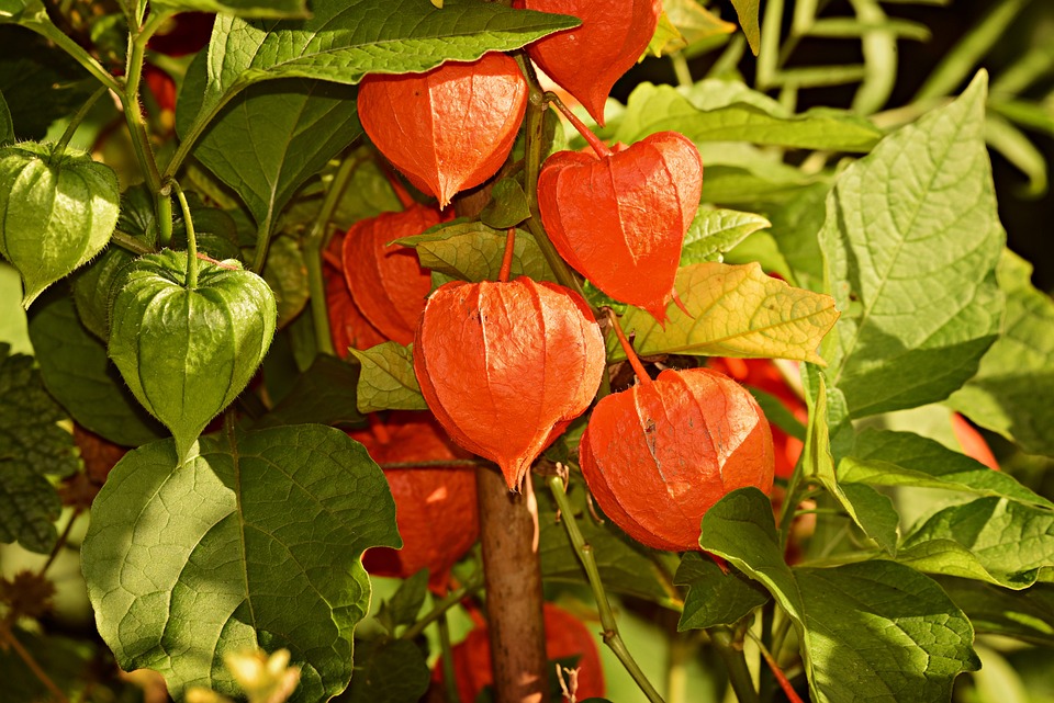 Growing Physalis Alkekengi ‘Chinese Lantern’: Plant Care Guide