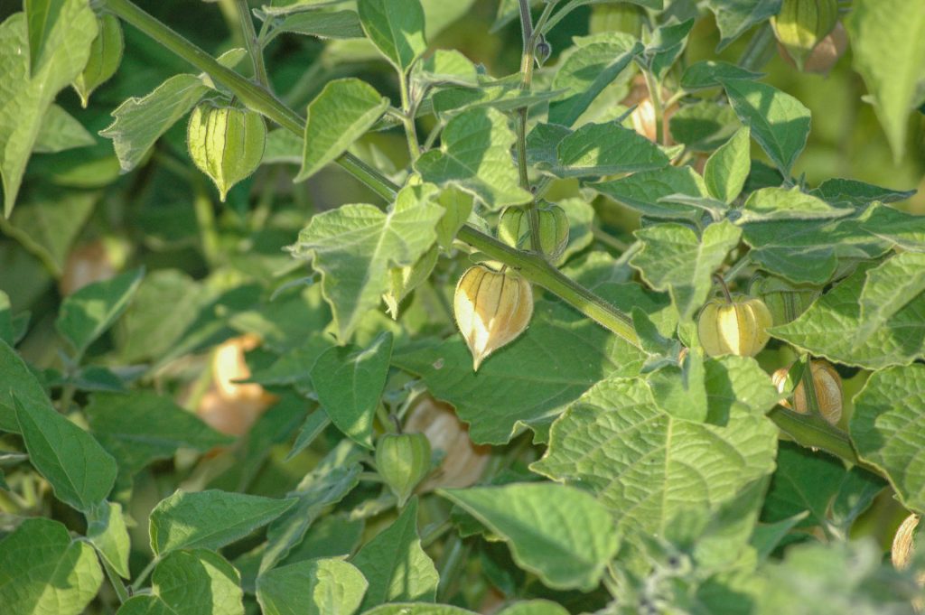 Physalis Peruviana 'Cape Gooseberry' Care