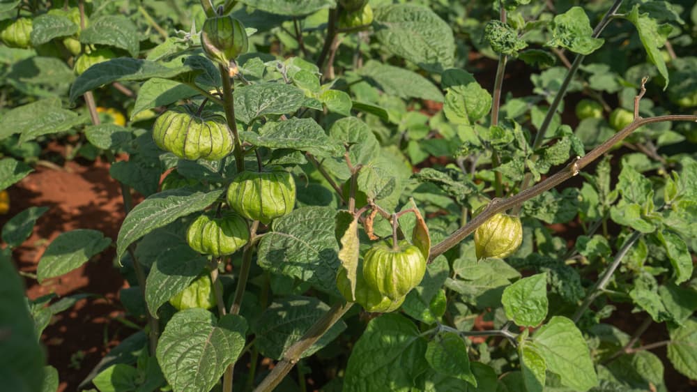 Physalis Peruviana Overview