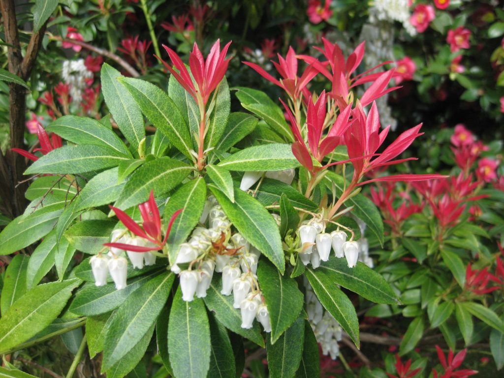 Pieris