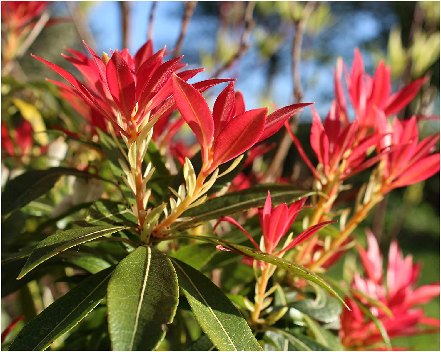 10 Essential Tips for Growing Forest Flame Pieris Plants