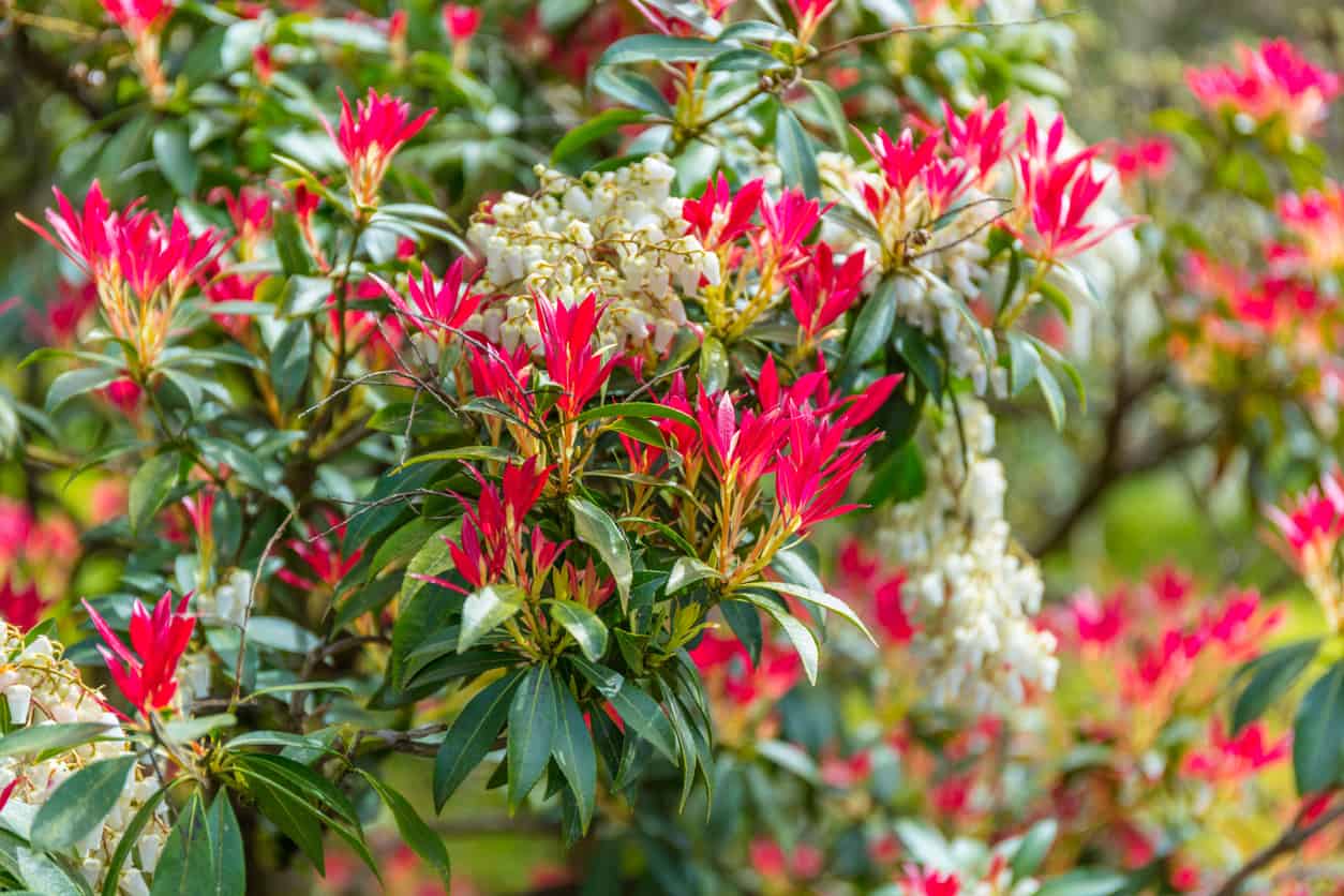 The Ultimate Guide to Pieris Japonica Care and Growth