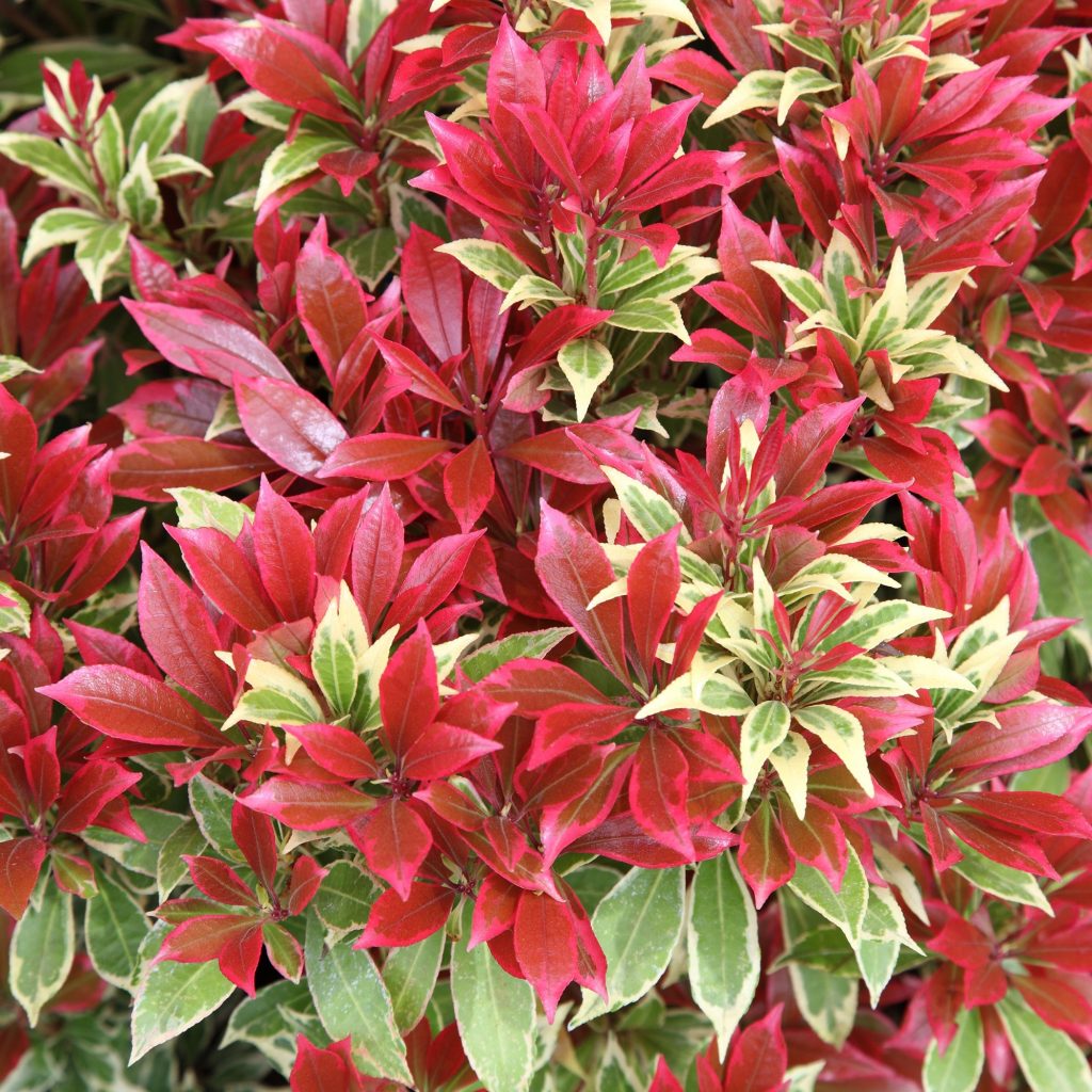 Pieris japonica ‘Carnaval’