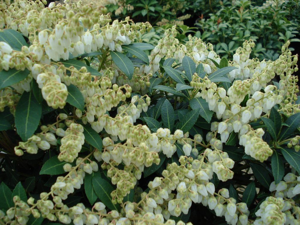 Pieris japonica ‘Cavatine’