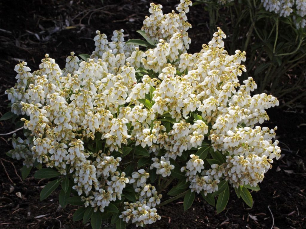 Pieris japonica ‘Debutante’