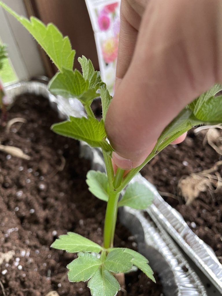 Pinching and Deadheading Dahlias