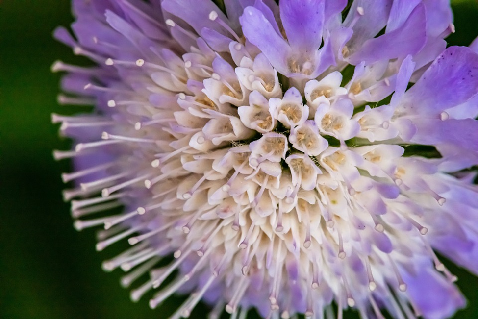 Pincushion Flower