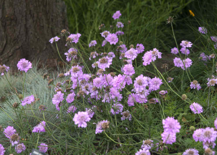 Pincushions