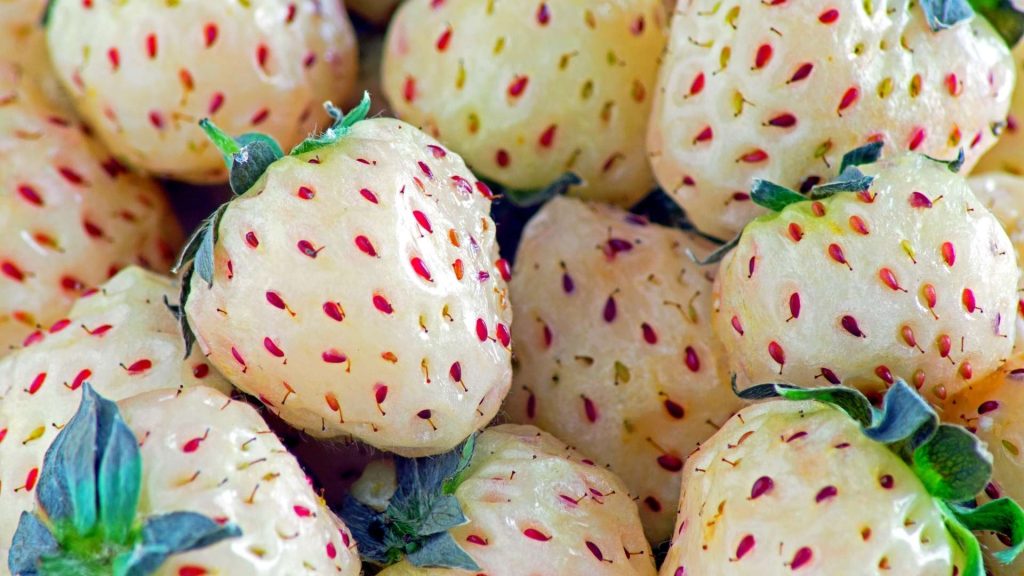 Pineberry