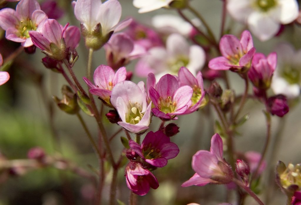 Pink Mossy Saxifrage