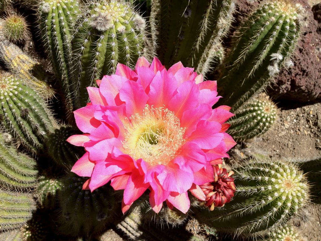 Pink Sensation Cactus