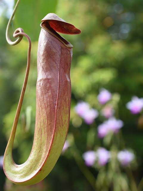 Pitcher Plant