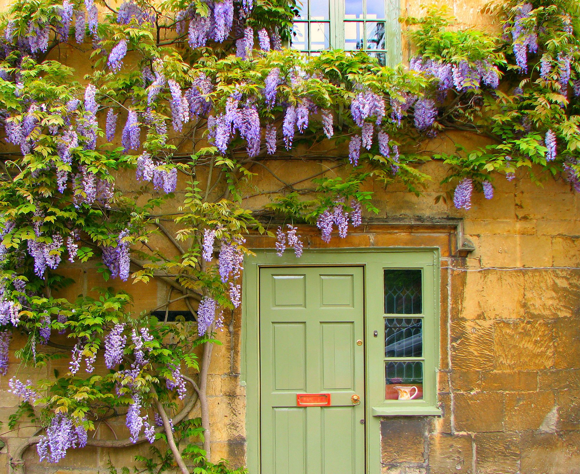 Places Where You Can See Climbing Plants