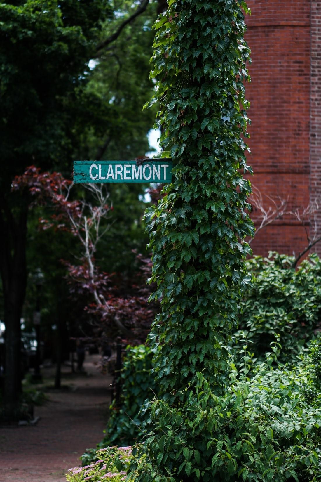 Plant Climbing Plants