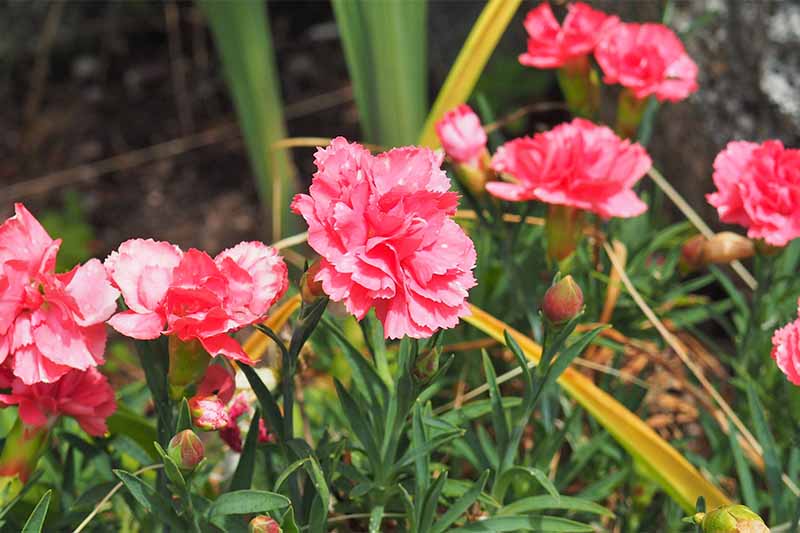 Plant Dianthus