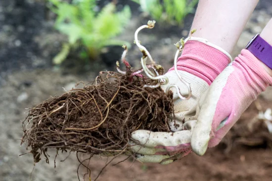 Plant Them in a Tray or Small Pot