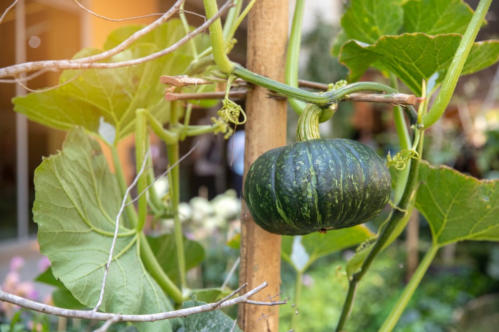 Plant the Squash