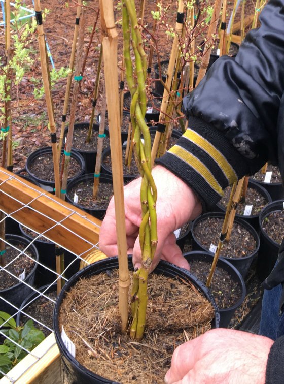 Plantation of the Sapling