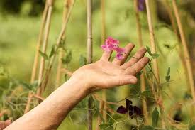 Planting