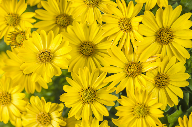 Planting African Daisies