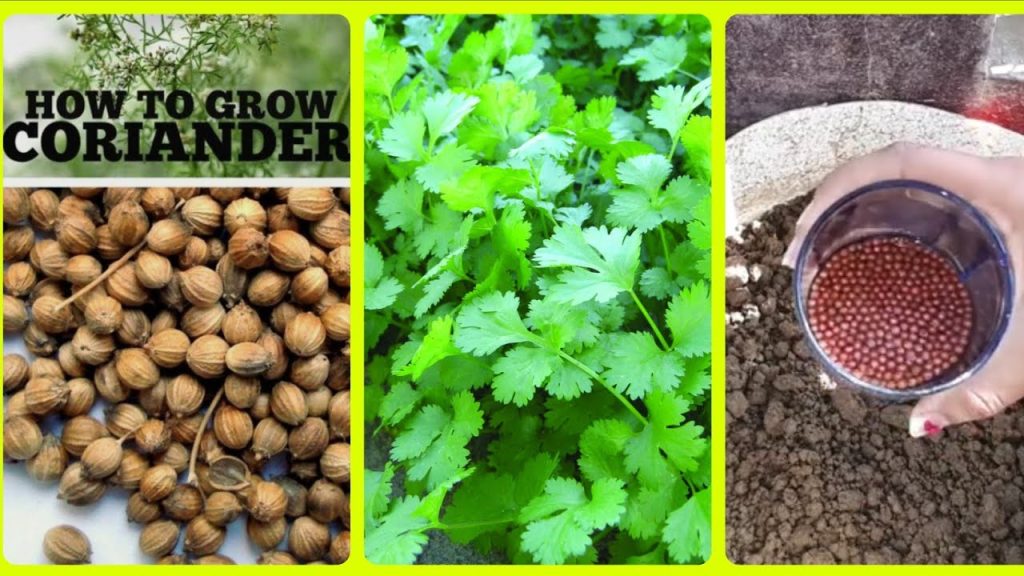 Planting Coriander Seeds