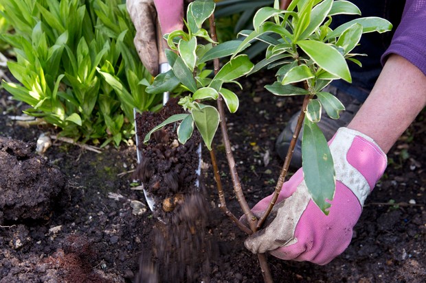 Planting Daphne Plants