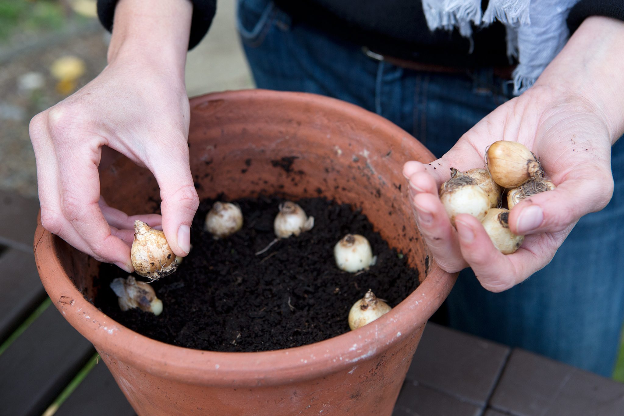 Planting Depth and Spacing