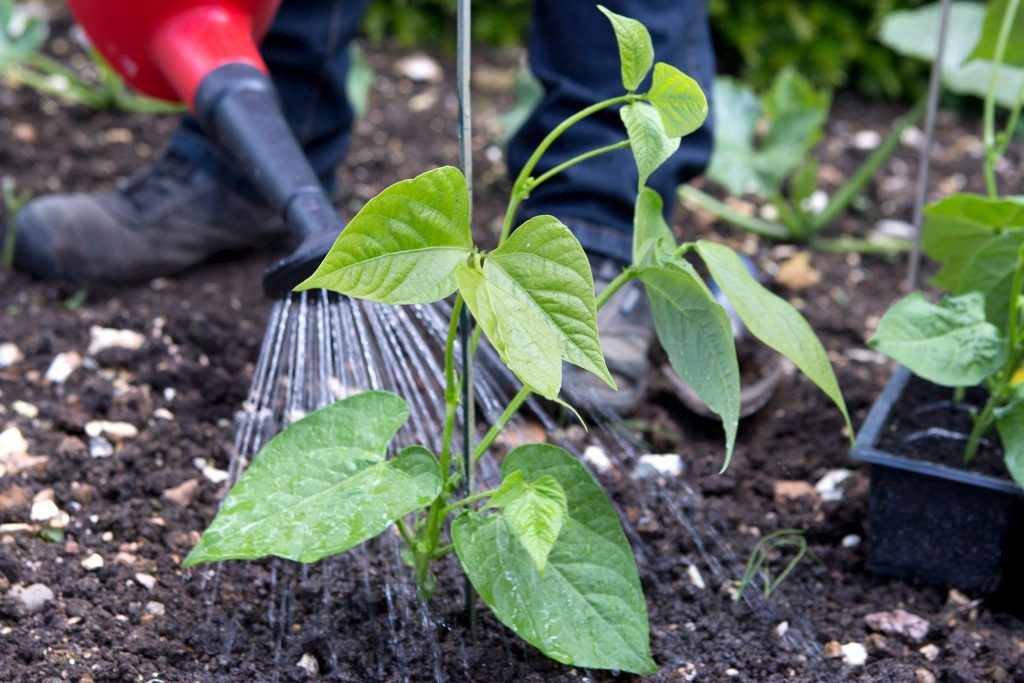 Planting French Beans