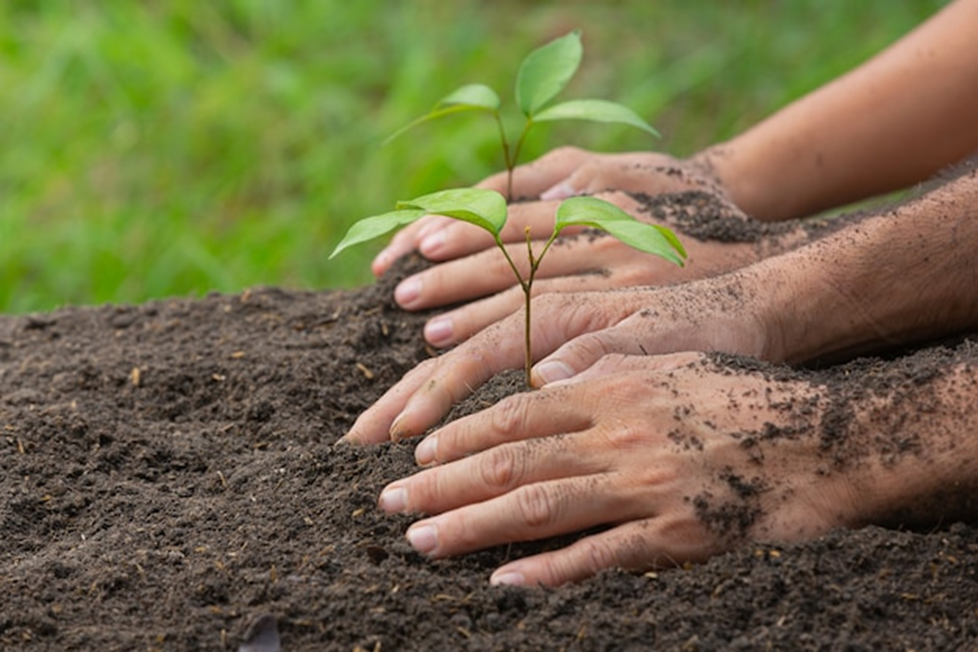 Planting Hyacinth