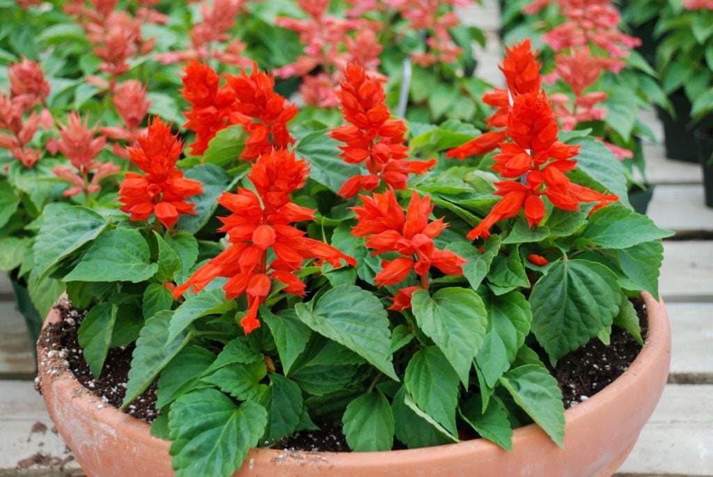 Planting Methods of Salvia