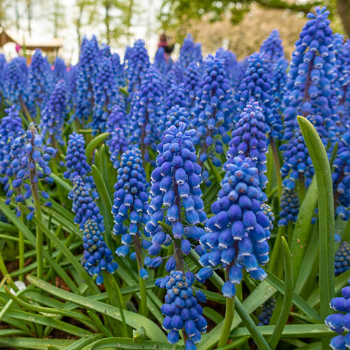 Planting Muscari