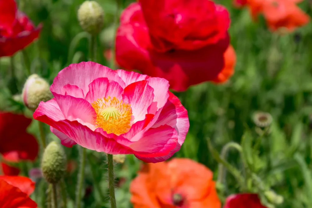 Planting Poppies