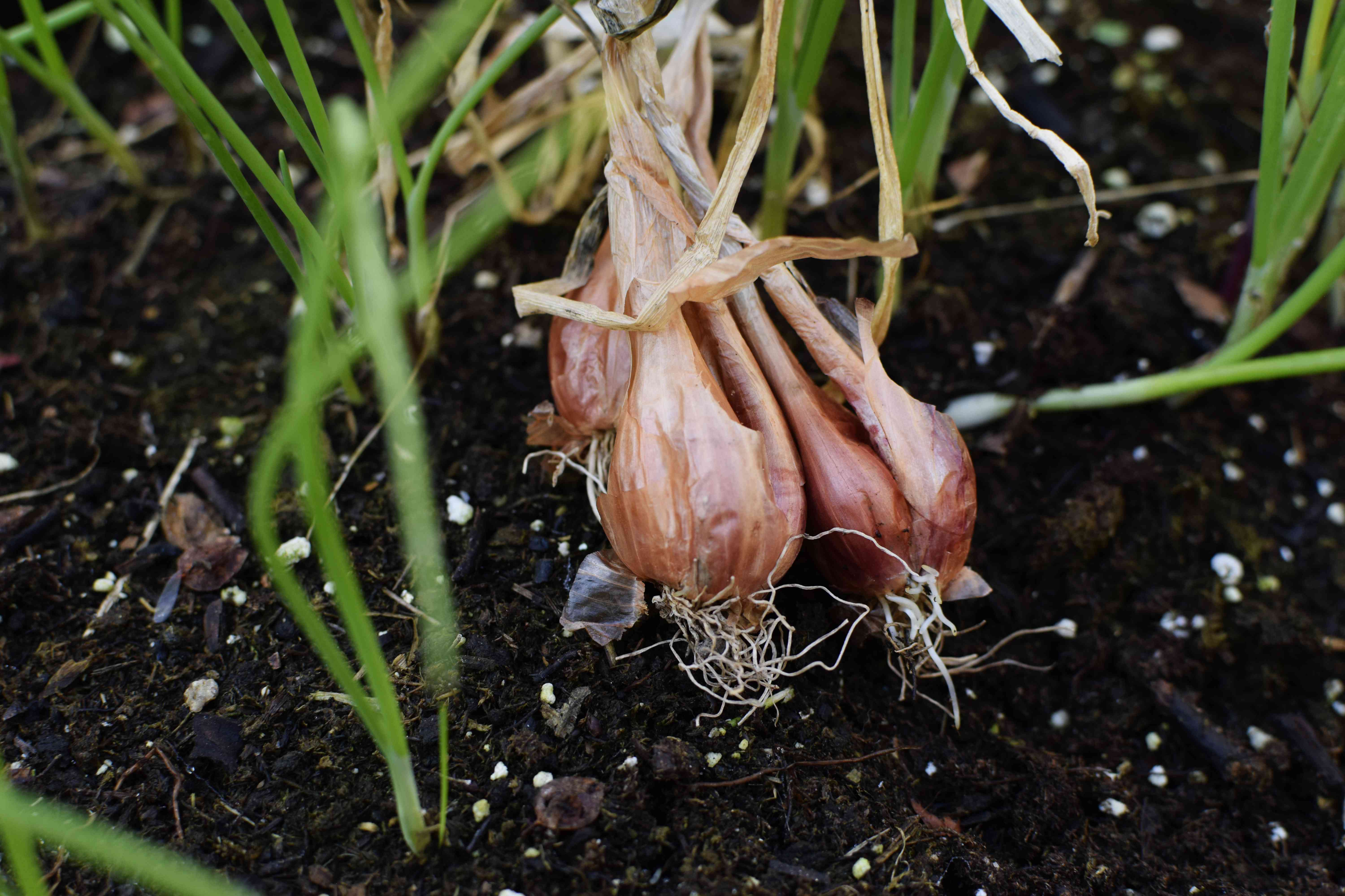 Planting Shallots