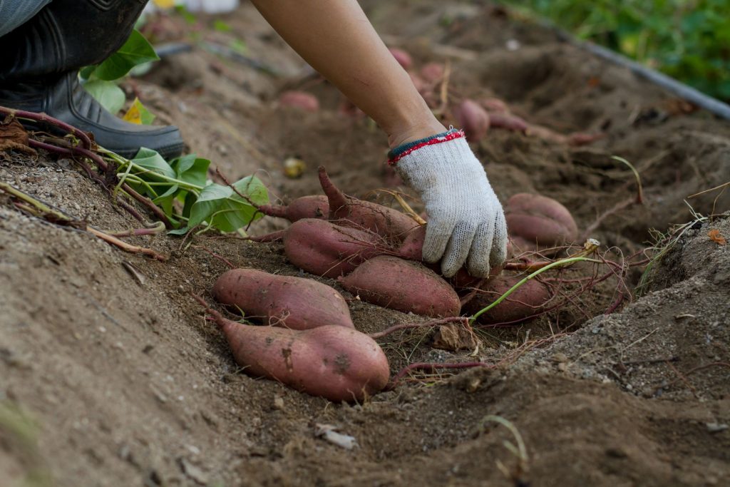 Planting Site