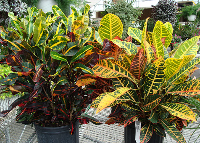 Planting Techniques for Croton Houseplant