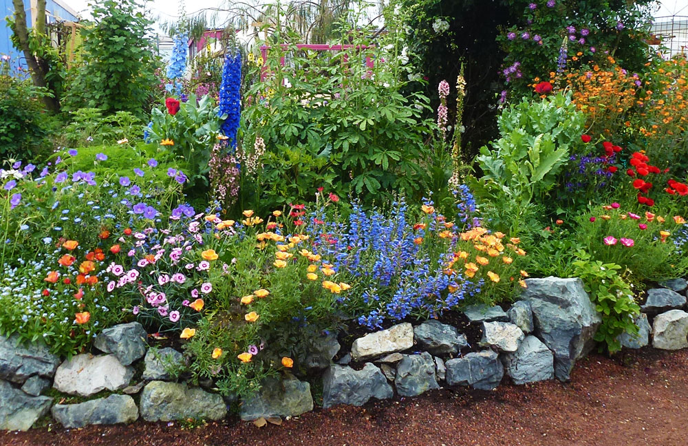 Planting and Growing the Penstemon