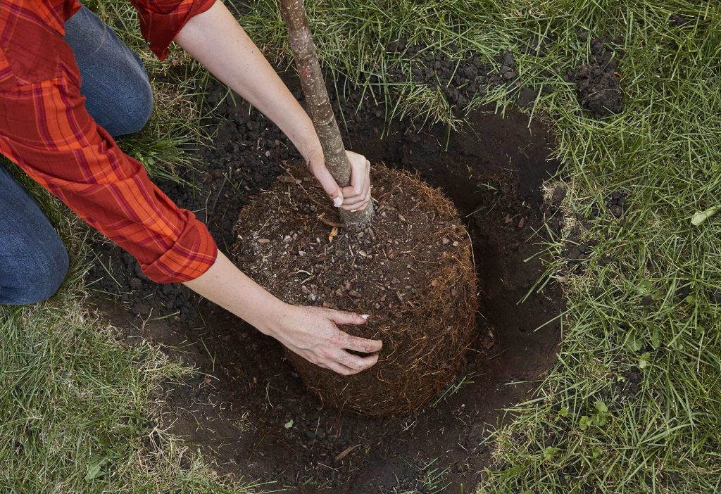 Planting and Transplanting Cornus Trees