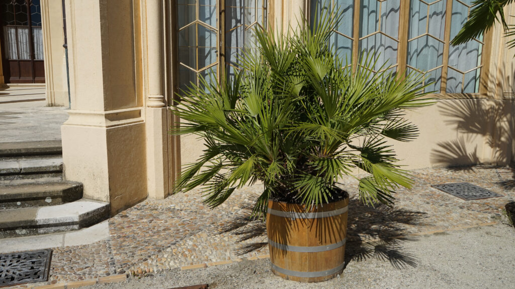 Planting in Containers